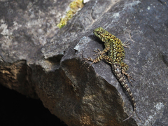 Sceloporus malachiticus