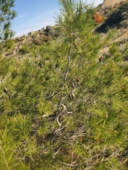 Pinus halepensis