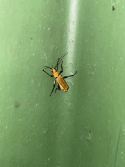 Chauliognathus cinguliventris