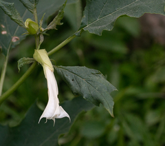 Datura