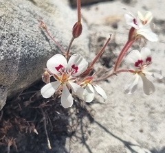 Pelargonium pinnatum