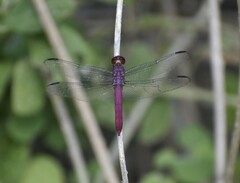 Orthemis discolor