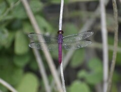 Orthemis discolor