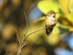 Selasphorus platycercus