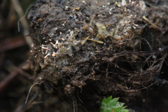 Stilbella fimetaria