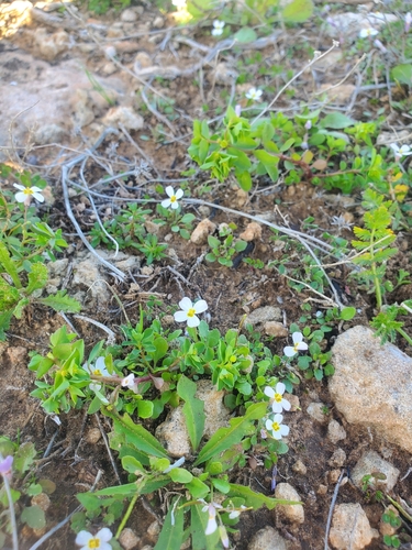 Image of Maresia pulchella by (c) Mitch Van Dyke, some rights reserved (CC BY)