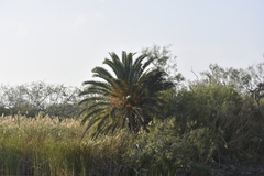 Phoenix canariensis