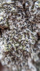 Opegrapha