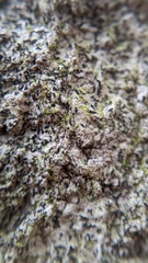 Opegrapha
