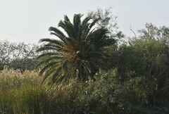 Phoenix canariensis