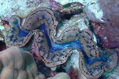Tridacna