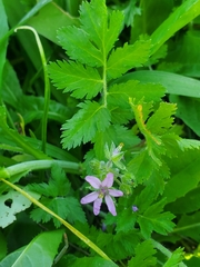 Erodium