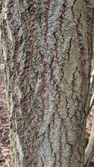 Opegrapha