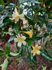 Gelsemium sempervirens