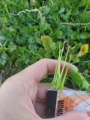 Erodium