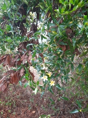 Gelsemium sempervirens