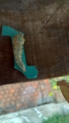 Ascia monuste orseis