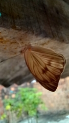 Ascia monuste orseis