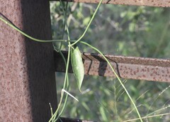 Funastrum cynanchoides