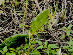 Opuntia stricta
