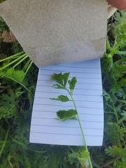 Erodium