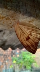 Ascia monuste orseis