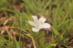 Barleria