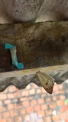 Ascia monuste orseis