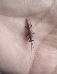 Plecoptera