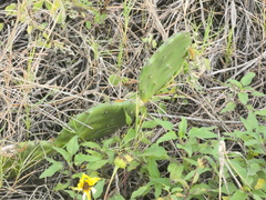 Opuntia stricta
