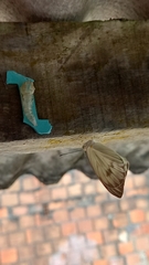 Ascia monuste orseis