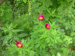 Paeonia officinalis