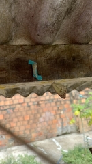 Ascia monuste orseis