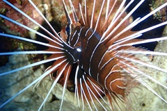 Pterois cincta