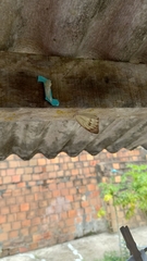 Ascia monuste orseis