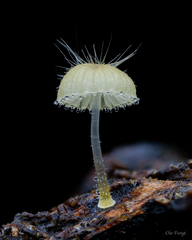 Mycena brunneisetosa