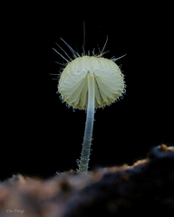 Mycena brunneisetosa