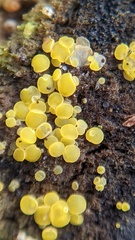 Calycina claroflava