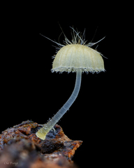 Mycena brunneisetosa