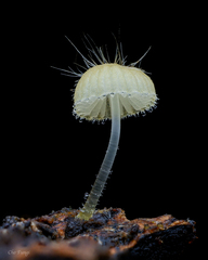 Mycena brunneisetosa