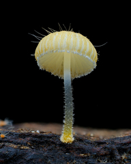 Mycena brunneisetosa
