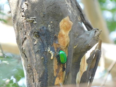 Heterorrhina elegans