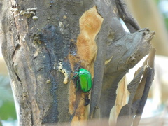 Heterorrhina elegans