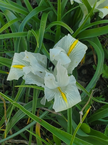 Image of Iris palaestina by (c) Mitch Van Dyke, some rights reserved (CC BY)