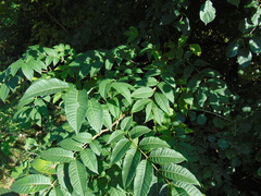 Phellodendron amurense