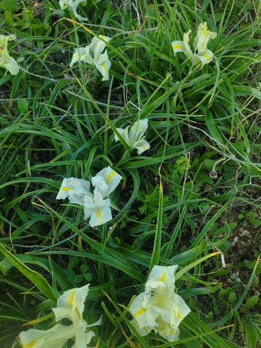 Image of Iris palaestina by (c) Mitch Van Dyke, some rights reserved (CC BY)
