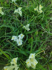 Iris palaestina