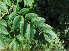 Phellodendron amurense