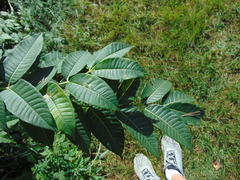 Phellodendron amurense