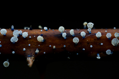 Mycena lazulina